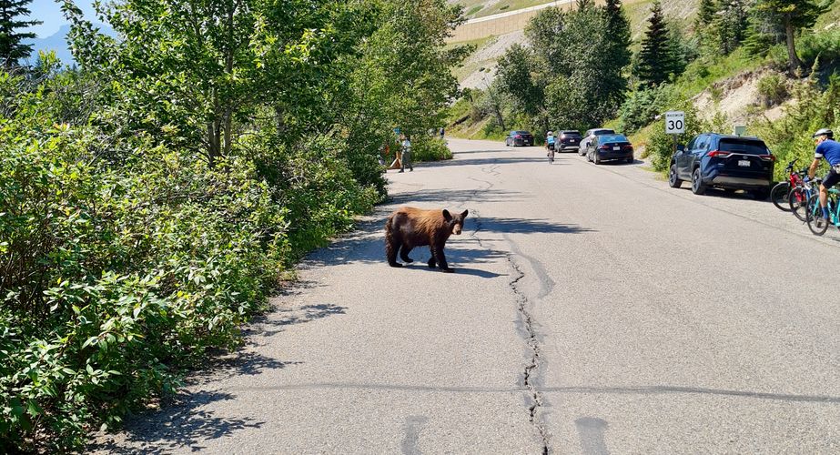 Grizzlybeer op de weg Grizzlybeer op de weg